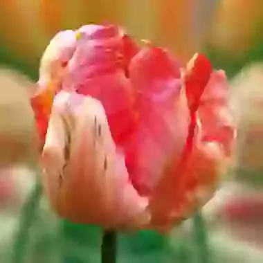 Apricot Parrot